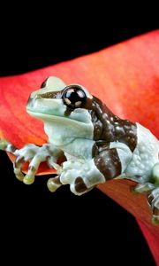 Preview wallpaper frog, flower, nature
