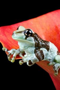 Preview wallpaper frog, flower, nature