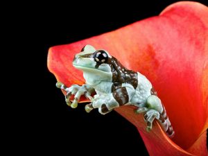 Preview wallpaper frog, flower, nature