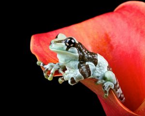 Preview wallpaper frog, flower, nature