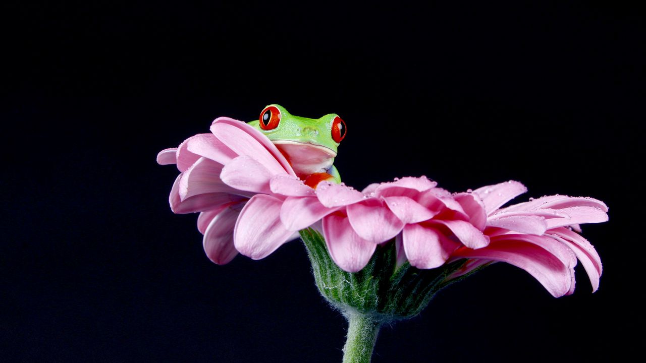 Wallpaper frog, flower, petals, macro