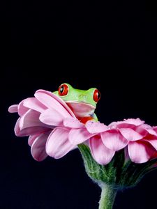 Preview wallpaper frog, flower, petals, macro