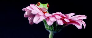 Preview wallpaper frog, flower, petals, macro