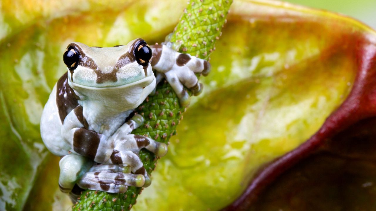 Wallpaper frog, flower, small, sitting
