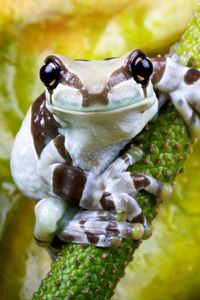 Preview wallpaper frog, flower, small, sitting