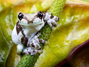 Preview wallpaper frog, flower, small, sitting