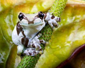 Preview wallpaper frog, flower, small, sitting