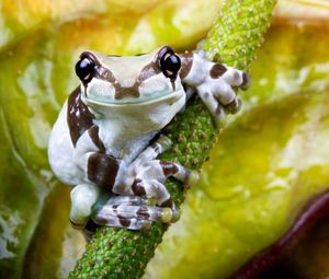 Preview wallpaper frog, flower, small, sitting