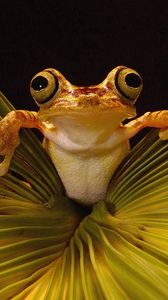 Preview wallpaper frog, grass, eyes
