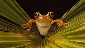 Preview wallpaper frog, grass, eyes