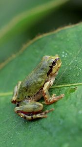 Preview wallpaper frog, grass, leaf, jump, hide