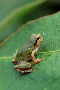 Preview wallpaper frog, grass, leaf, jump, hide