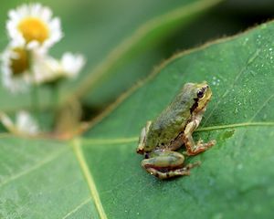 Preview wallpaper frog, grass, leaf, jump, hide