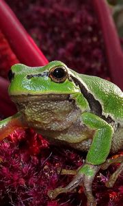 Preview wallpaper frog, green, grass