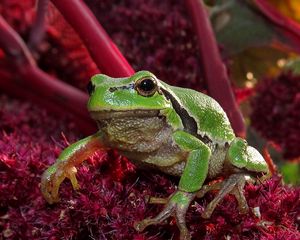 Preview wallpaper frog, green, grass