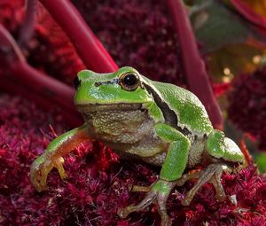 Preview wallpaper frog, green, grass