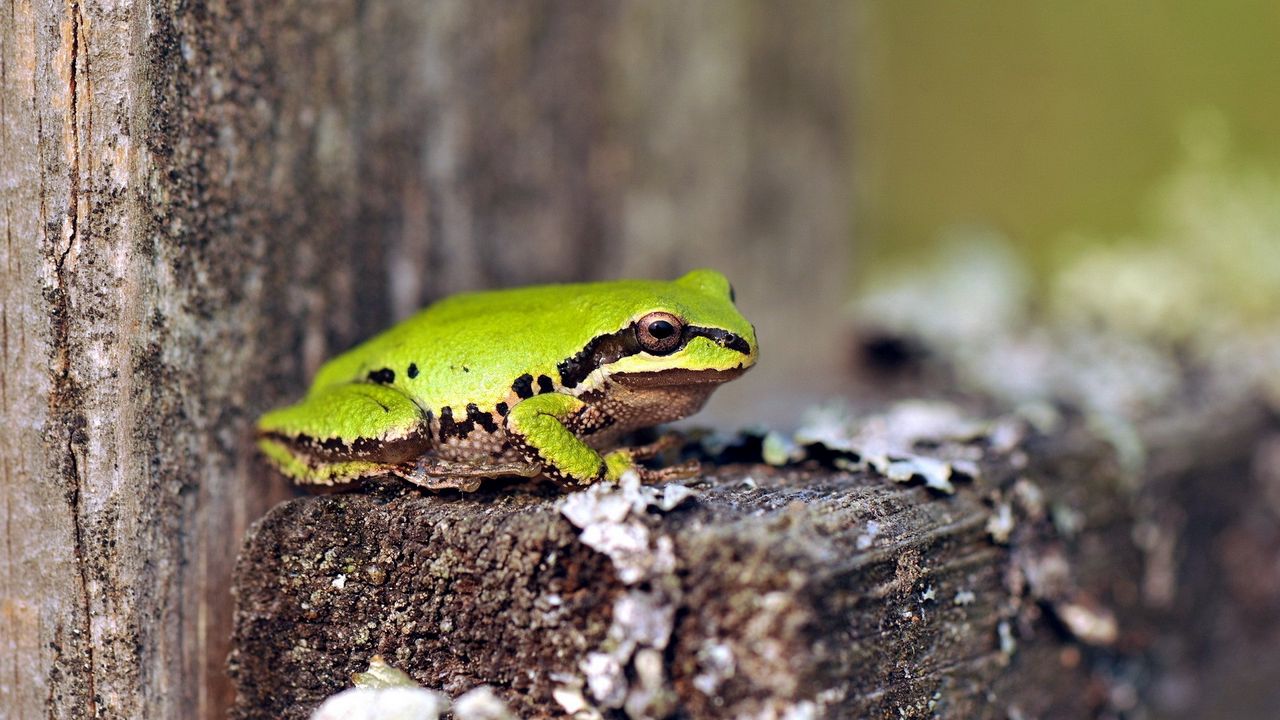 Wallpaper frog, green, tree, sit