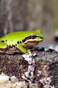 Preview wallpaper frog, green, tree, sit