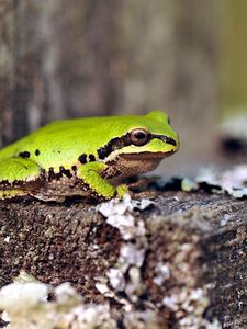 Preview wallpaper frog, green, tree, sit