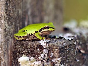 Preview wallpaper frog, green, tree, sit