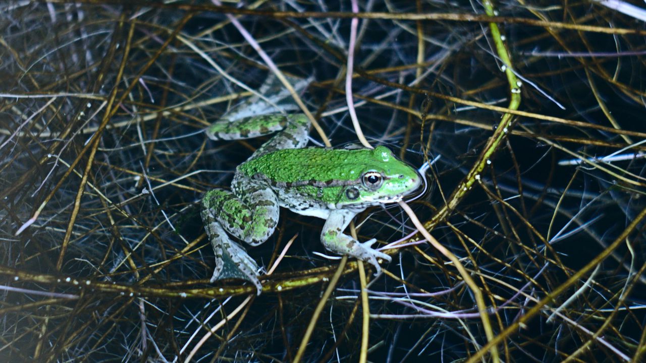 Wallpaper frog, green, water, grass