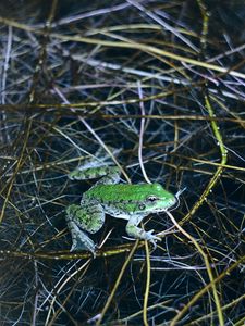 Preview wallpaper frog, green, water, grass