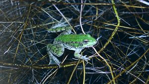 Preview wallpaper frog, green, water, grass