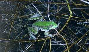 Preview wallpaper frog, green, water, grass