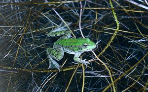 Preview wallpaper frog, green, water, grass