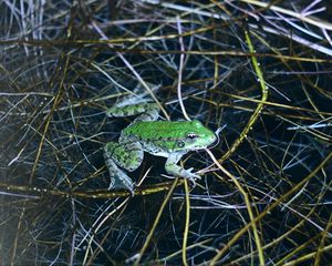 Preview wallpaper frog, green, water, grass