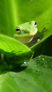 Preview wallpaper frog, leaf, drop, color
