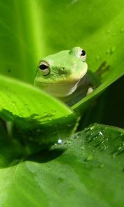 Preview wallpaper frog, leaf, drop, color