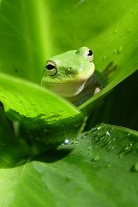 Preview wallpaper frog, leaf, drop, color