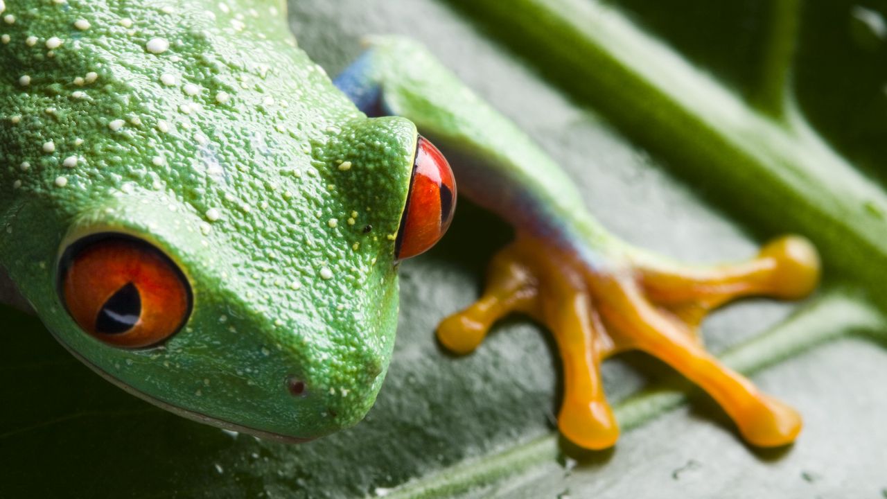 Wallpaper frog, leaf, drop, close-up