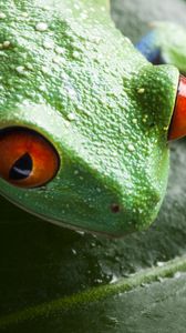 Preview wallpaper frog, leaf, drop, close-up
