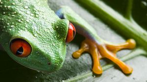 Preview wallpaper frog, leaf, drop, close-up