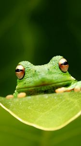 Preview wallpaper frog, leaf, eyes, sitting, grass