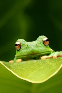 Preview wallpaper frog, leaf, eyes, sitting, grass