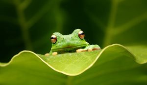 Preview wallpaper frog, leaf, eyes, sitting, grass