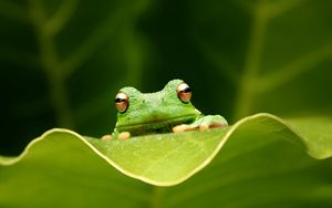 Preview wallpaper frog, leaf, eyes, sitting, grass