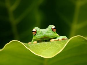 Preview wallpaper frog, leaf, eyes, sitting, grass