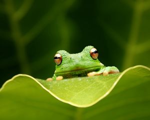 Preview wallpaper frog, leaf, eyes, sitting, grass