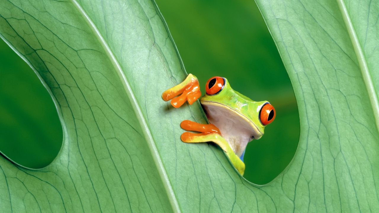 Wallpaper frog, leaf, grass, peek