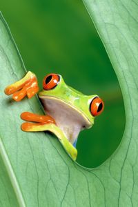 Preview wallpaper frog, leaf, grass, peek