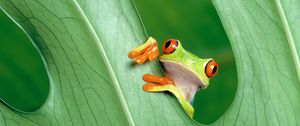 Preview wallpaper frog, leaf, grass, peek
