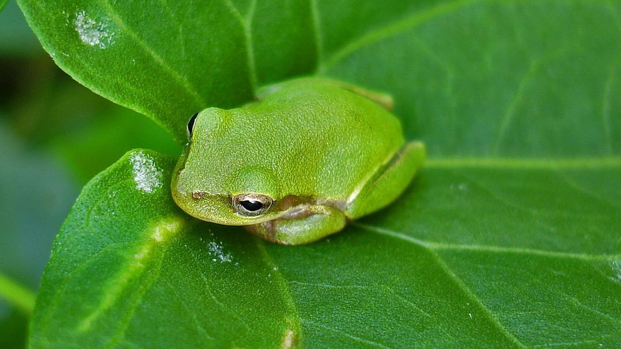 Wallpaper frog, leaf, surface, reptile