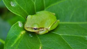 Preview wallpaper frog, leaf, surface, reptile