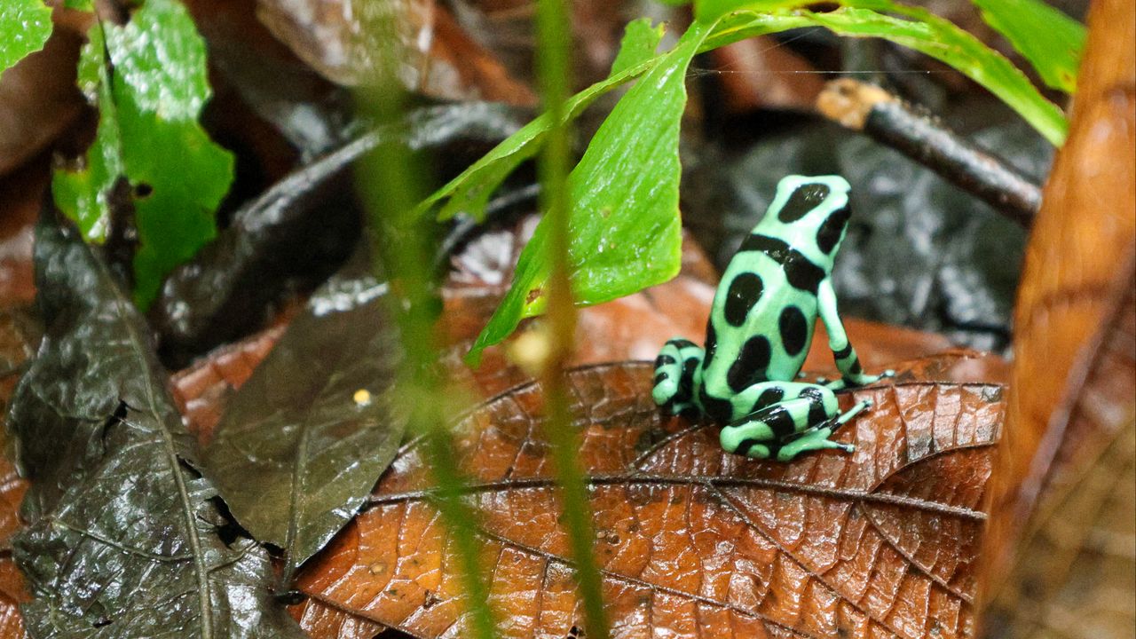 Wallpaper frog, leaf, wet, wildlife