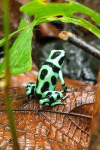 Preview wallpaper frog, leaf, wet, wildlife