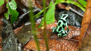 Preview wallpaper frog, leaf, wet, wildlife